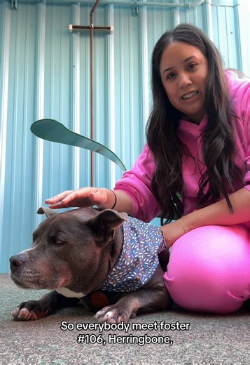 Welcoming Herringbone: A New Senior Foster Dog