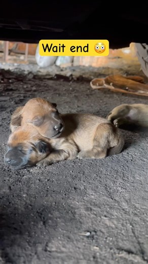 Adorable Little Puppies Compilation 🐾❤️ #Shorts #pets #trending #viralvideo #animals