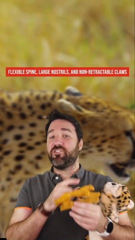 25 Fastest Animals In The World, Ranked By Speed