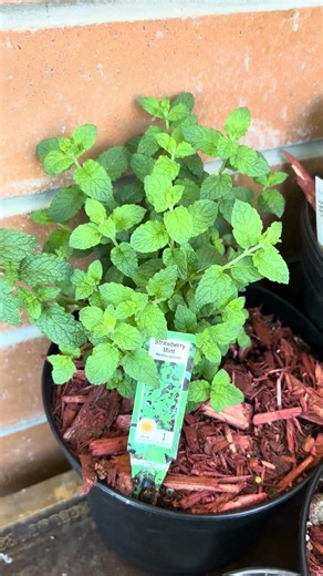 Growing tea this good shouldn't be this easy #plants #gardening #herbgarden