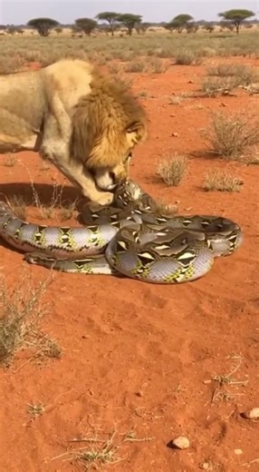 “Lion attacks a massive python 😱”