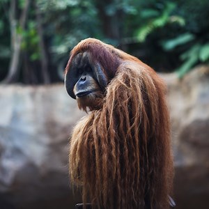 MACHO ALPHA ORANGUTAN en la Selva de Sumatra 🦧 | Indonesia 🇮🇩📍 | Alpha Expeditions