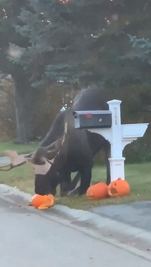 MOOSE EATING PUMPKINS: Thanks to John Edward Tuck and his wife Billie from Anchorage, Alaska for sending us this video of a moose eating pumpkins. | NBC Montana