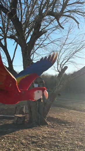 Free Flight Training for Harlequin and Scarlet Macaws