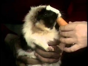 Sesame Street - Animal Antics - Guinea pigs w/Bob and Gordon (1969)