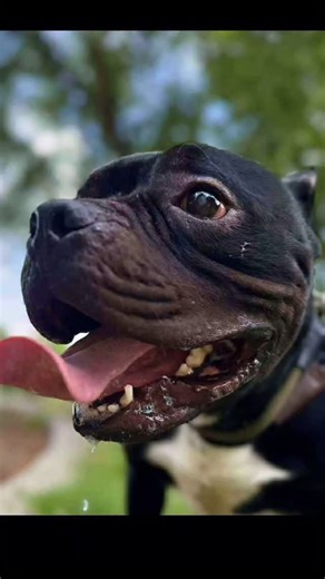 🐾 Meet Cosimo! This pint sized cutie was owner surrendered to a crowded shelter with a serious rectal prolapse. Since being in our care, he has healed well and has been patiently waiting for his forever family. He is: People friendly Non destructive in the house Affectionate and silly Energetic and ready to explore Cosimo has been doing well in his suburban foster home and would shine brightest with a family outside of the hustle and bustle of NYC. 📍Apply to foster/adopt at nyc-scr.org/Cosimo 