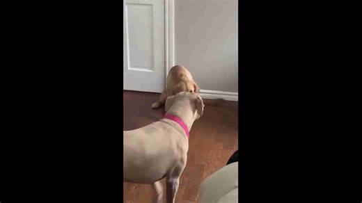 Dog caught sitting in a funny squat position in Edmond, Oklahoma, USA