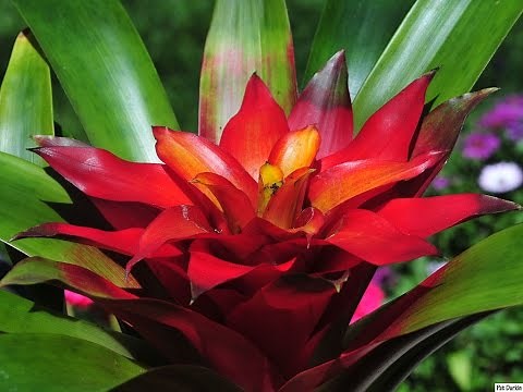 REPOTTING A BROMELIAD PUP!