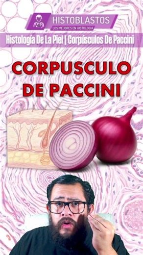 Dr Ricardo Ramírez on Instagram: "HISTOLOGÍA DE LA PIEL | CORPÚSCULOS DE PACCINI Aprende A Identificarlos Fácilmente En Este Vídeo! #Histología #BiologíaCelularyTisular #Medicina #FacultadDeMedicina #Medstudents #VideosDeHistologia #Tejidos #Celulas #Anatomia #Tinciones #Epitelios #TejidoConectivo #Histologia"