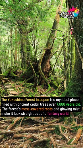Yakushima Forest in Japan | Colors Of Nature