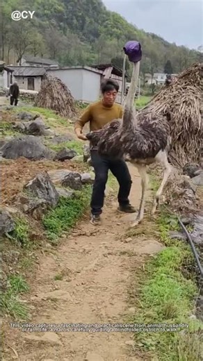 Blindfolded Ostrich Training? 🦀🌾 The Secret to Taming a Giant Bird!