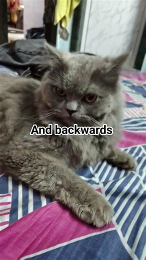 guys you think that you you are pro in english then see this short #cat #smartpeople