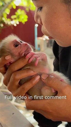 Newborn Baby Monkey Dramatic Cr-y Please Mom To Hug Him16 Full video in first comment | Cute Monkey
