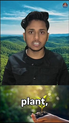 What is a Forest? | What Does a Forest Contain? Explained Simply #forest