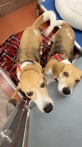 🐶 Better Together: Sasha & Libby 🐶 Looking for a perfect pair? Meet Sasha & Libby - the bonded Beagle besties who are ready to fill your home with love, loyalty, and tail wags! 💛 ✨ Sasha (#PM7889) is 5 years old, playful, curious, and full of that classic Beagle bounce. ✨ Libby (#PM7888) is 9 years old, gentle, affectionate, and a total cuddle queen. Rescued from a commercial breeding facility, they haven’t had the best start - but with your help, they’re going to have the very best rest of t