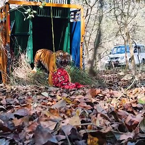 HAPPY ANIMAL NEWS IS WHAT WE NEED ❤️ We’ll be sharing a POSITIVE conservation video every week that highlights how we, along with our INSPIRING partners, are making the world a better place for wildlife 🌍 There are some incredible people out there doing AMAZING things, so get ready to hear their stories… | Chester Zoo