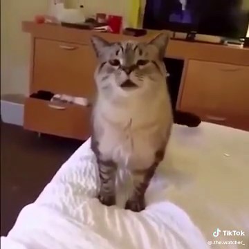 Sneezing Cat Meme Compilation | Funny Cat Videos