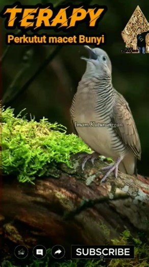 perkutut lokal gacor untuk pancingan perkutut bahan ombyokan #perkutut #viral #shorts