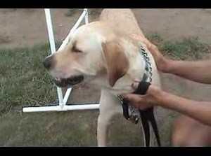 Maggie - yellow lab Lab Rescuers