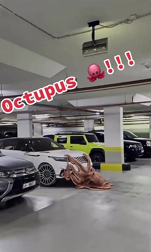 Octopus Running from Sea - Climate Change Footage