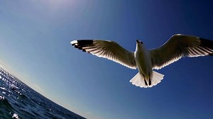 Download Seagull Flying Over Ocean Waves Scene Footage with Bright Sky for free
