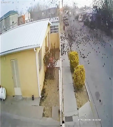 What Caused The Mass Bird Collapse?