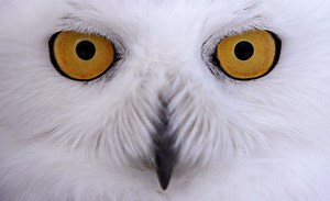Snowy Owl Sightings Spike In Chicago
