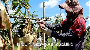 60K views · 631 reactions | 【貴妃除了荔枝㊙️你知道還有貴妃芒果嗎省】...