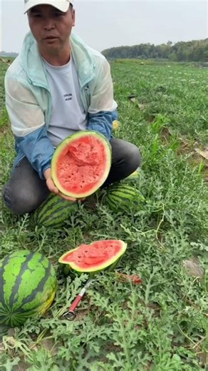 The shocking • Magic Touch • for the perfect watermelon! 🍉✨😱 #Farming #shorts #shortvideo