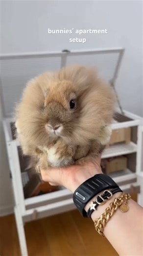 Kavasar 💗 on Instagram: "Bunny Playpen Cleanup 🧼🐰 | Bunny Apartment Reset 🏠✨ Satisfying & Cozy ASMR #kavasarasmr This video by the hayeks Watch me clean and reset my bunny’s playpen and apartment 🐰🧺✨ From deep cleaning to a cozy setup, this bunny reset is super satisfying, calming, and aesthetic 🤍 Perfect for animal lovers, pet care routines, and ASMR fans! If you love cute pets, clean spaces, and relaxing resets — this one’s for you 🌸💫 #BunnyPlaypen #BunnyApartment #BunnyReset #Aesthet