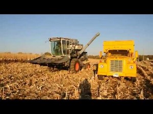 Combining Corn with Allis-Chalmers Gleaner F2 Combine