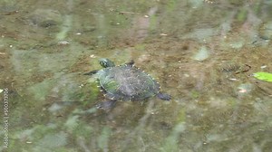 Freshwater turtles eat herb in a pond video footage