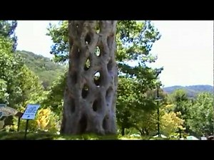 THE BASKET TREE ALSO KNOWN AS CIRCUS TREES