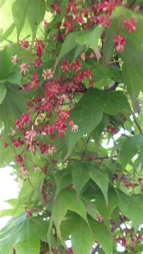 カエデの花 Maple blossoms #spring #flowers #flower #nature