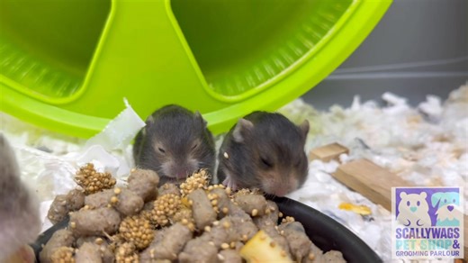Mummy Isabella is teaching her babies how to eat, and more importantly how to pouch food. These soft foods are easy for them to eat, so the babies are gaining optimal nutrition from their efforts to eat, while still feeding from mum. Watching the babies learn from their mummy's is such a lovely thing. Mummy Isabella is doing a fantastic job, especially as it's her first litter 😍😍😍 | Scallywags Pet Shop and Grooming Parlour