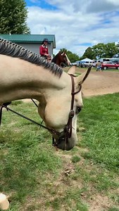 Taz is useless when it comes to memorizing patterns. #Taz | Whirlwind Ranch/Invited In Red