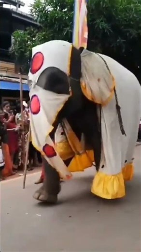 Sri Lankan Perahera Elephant Dance 🐘✨ #viral #funny #wildlife #short