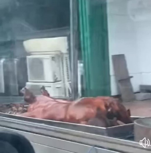 Twerking lechon HAHAHAHA credit to the owner of the original video..