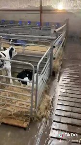 Calf Shed Craic 2020 💪🏼🐮 #militaryoperation #calving2020 #killenbros | Killen Bros Contracting