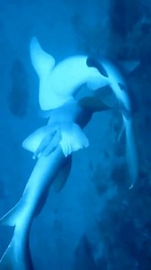 Shark vs shark🦈 #DeepSeaAdventure #amazingvideo #ocean #sharks #SharkFight #fishingworld | Deep Sea Fishing Experts
