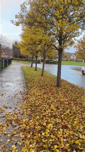 Autumn Aesthetic Walk | Crunchy Dry Leaves Sound | Relaxing Nature Walk🍂🍁