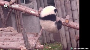 79K views · 43 reactions | Pandas are chubby and clumsy? You gotta have a look at this! #BestMoments | iPanda | Facebook