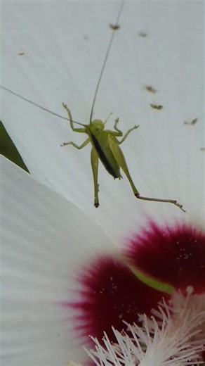 Katydid crawls out of Hibiscus flower