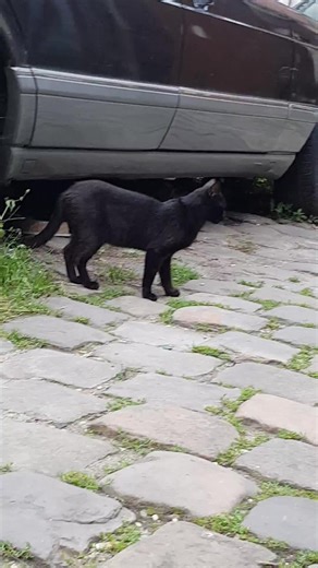 #kedi #Ankara #chat 🥰🥰🥰