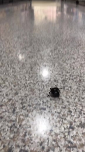 Can Water Bugs Drown: Insect Survival in Water