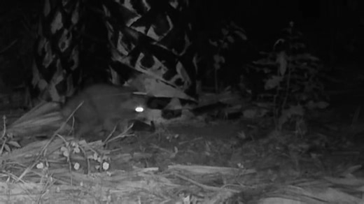 Masked bandits caught on camera! 🦝📸 Looks like one of the big cats decided to mark his territory while the raccoon crew stood watch. You never know what you’ll see out here in the wild! 😳🌿 #WeekiWacheePreserve #DroneMafiaProduction #WildlifeCamera #Raccoon #Bobcat #NatureCaughtOnCamera #FloridaWildlife #TrailCamMoments | Steve Daniel Borth