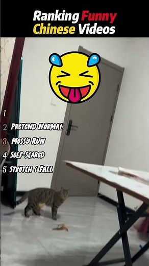 Laugh Till You Split! Goofy Cat Compilation #funny #video #memes