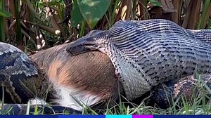 13K views · 78 reactions |  En Floride, un python birman de 4,5 mètres a été surpris récemment en train d’avaler un cerf de 35 kilos, sa mâchoire extensible s’ouvrant jusqu’à 26 centimètres pour engloutir sa proie. C’est plus grand que l’en croyaient capable les biologistes. | 20 minutes online | Facebook