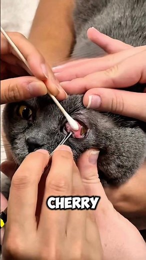 This cat has cherry eye ❗️ #shorts #cat