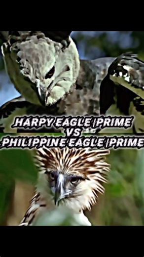 Harpy Eagle VS Philippine eagle#edit #eagles